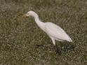 Cattle Egret-9077.jpg